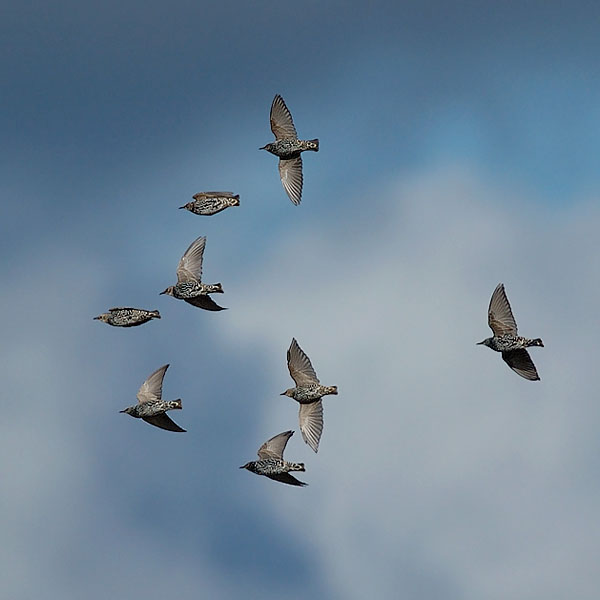 Kottarainen, Common Starling, Sturnus vulgaris